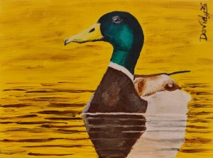 Pato Macho en Aguas Doradas